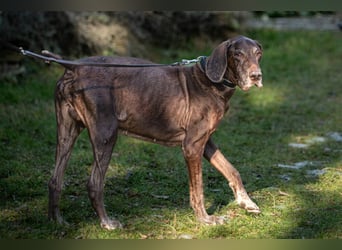 Birko - verschmuster Hundesenior sucht sein letztes Glück - Tierhilfe Franken e.V.