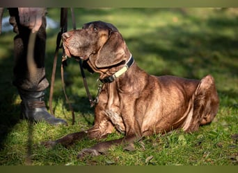 Birko - verschmuster Hundesenior sucht sein letztes Glück - Tierhilfe Franken e.V.