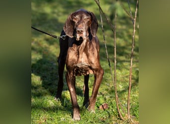 Birko - verschmuster Hundesenior sucht sein letztes Glück - Tierhilfe Franken e.V.