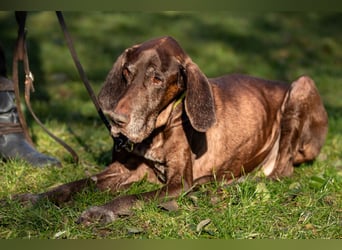 Birko - verschmuster Hundesenior sucht sein letztes Glück - Tierhilfe Franken e.V.