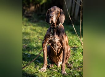 Birko - liebt Nähe und Zuwendung - Tierhilfe Franken e.V.
