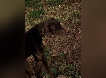 Zeus - aktiver Deutsch Kurzhaar Rüde sucht sein passendes Zuhause