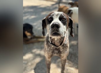 Lennon, wartet auf seine Chance