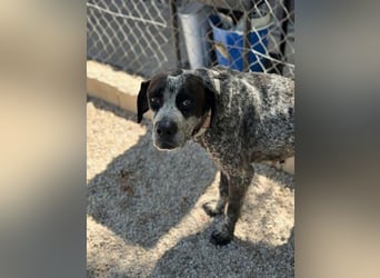 Lennon, wartet auf seine Chance