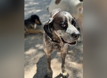 Lennon, wartet auf seine Chance