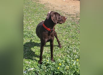 Zeus - aktiver Deutsch Kurzhaar Rüde sucht sein passendes Zuhause