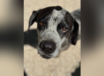 Lennon, wartet auf seine Chance