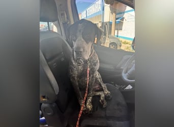 Lennon, wartet auf seine Chance