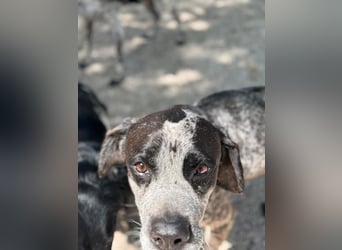 Lennon, wartet auf seine Chance