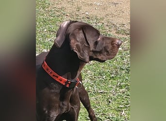 Zeus - aktiver Deutsch Kurzhaar Rüde sucht sein passendes Zuhause