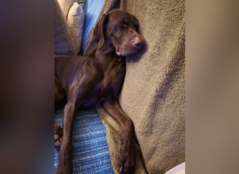 Zeus - aktiver Deutsch Kurzhaar Rüde sucht sein passendes Zuhause