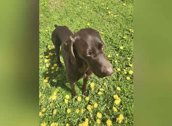 Zeus - aktiver Deutsch Kurzhaar Rüde sucht sein passendes Zuhause