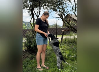 Graziöse Tina sucht ihr Zuhause!
