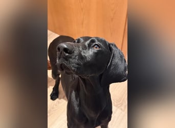 Morena, clever, sehr sozial und freundlich