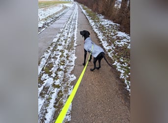 Morena, clever, sehr sozial und freundlich