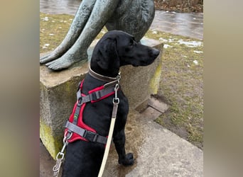 Morena, clever, sehr sozial und freundlich