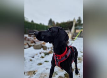 Morena, clever, sehr sozial und freundlich