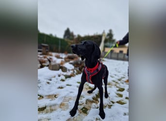 Morena, clever, sehr sozial und freundlich