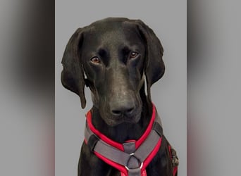 Morena, clever, sehr sozial und freundlich