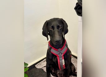 Morena, clever, sehr sozial und freundlich