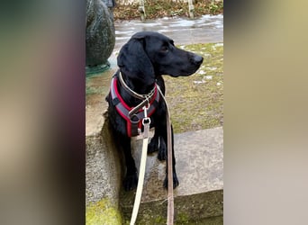 Morena, clever, sehr sozial und freundlich