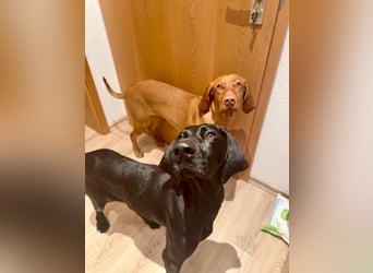 Morena, clever, sehr sozial und freundlich