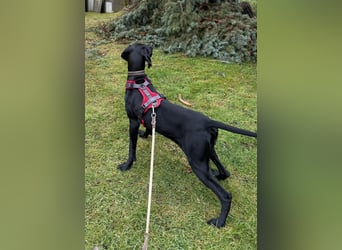 Morena, clever, sehr sozial und freundlich