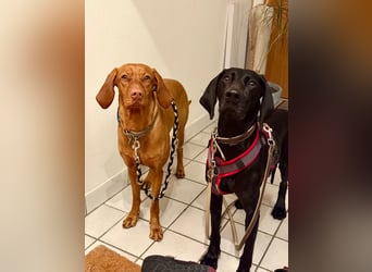 Morena, clever, sehr sozial und freundlich