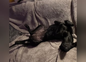 Morena, clever, sehr sozial und freundlich