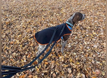 Ragnar, aktiv freundlich und menschenbezogen