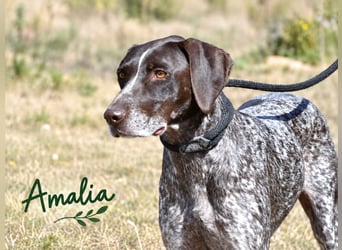 Amalia – Traumhündin sucht Neustart