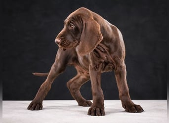 Winston - fröhlicher Bursche