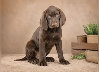 Winston - fröhlicher Bursche