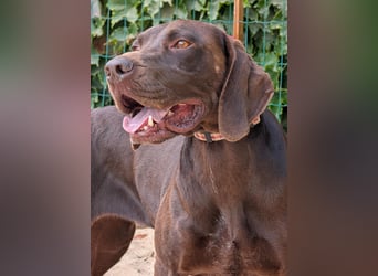 Deutsch Kurzhaar Elfi wartet in Portugal auf unserem Tierschutzhof!