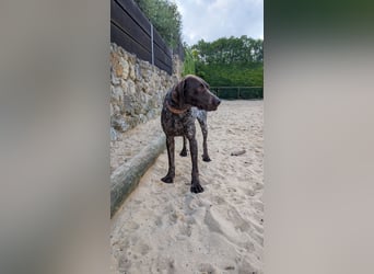 Deutsch Kurzhaar Samson wartet auf unserem Tierschutzhof in Portugal!
