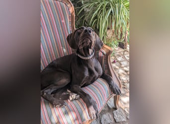 Deutsch Kurzhaar Elfi wartet in Portugal auf unserem Tierschutzhof!