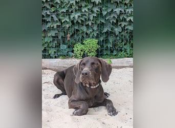 Deutsch Kurzhaar Elfi wartet in Portugal auf unserem Tierschutzhof!