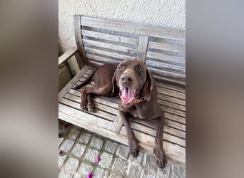 Deutsch Kurzhaar Manfred wartet in Portugal auf unserem Tierschutzhof!