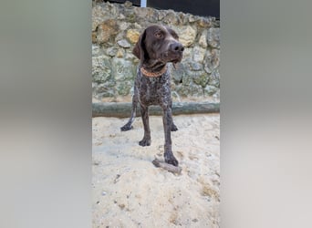 Deutsch Kurzhaar Samson wartet auf unserem Tierschutzhof in Portugal!
