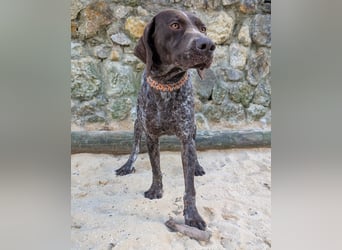 Deutsch Kurzhaar Samson wartet auf unserem Tierschutzhof in Portugal!