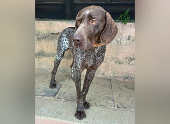 Deutsch Kurzhaar Samson wartet auf unserem Tierschutzhof in Portugal!