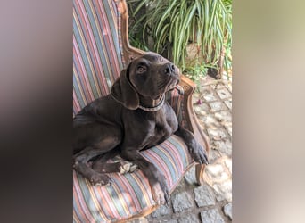 Deutsch Kurzhaar Elfi wartet in Portugal auf unserem Tierschutzhof!
