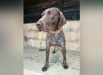 Deutsch Kurzhaar Samson wartet auf unserem Tierschutzhof in Portugal!