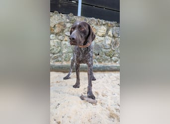 Deutsch Kurzhaar Samson wartet auf unserem Tierschutzhof in Portugal!