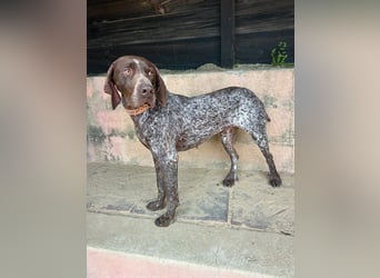 Deutsch Kurzhaar Samson wartet auf unserem Tierschutzhof in Portugal!