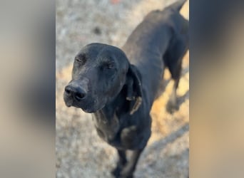 Braca, muss noch aufgepäppelt werden