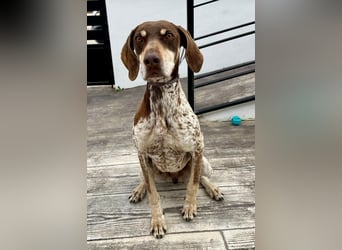 Cheska - sanfte Deutsch-Kurzhaar-Hündin sucht ihr Glück