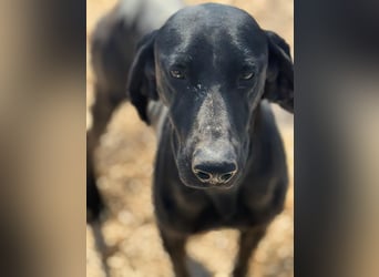 Braca, muss noch aufgepäppelt werden