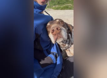 Cheska - sanfte Deutsch-Kurzhaar-Hündin sucht ihr Glück