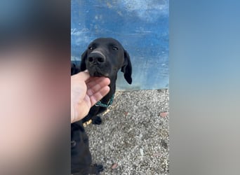 Morena, freundlich und aktiv